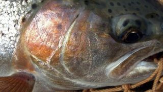 6月は魚の口にエサを運ぶ